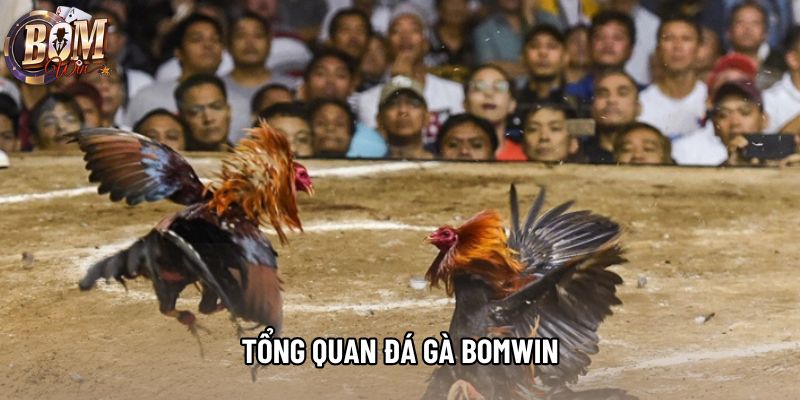 Tổng quan đá gà bomwin Tổng quan đá gà bomwin