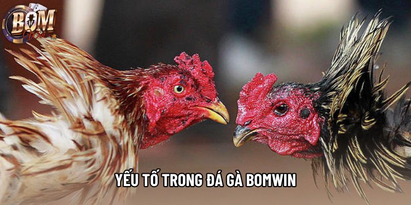 Yếu tố trong đá gà bomwin Yếu tố trong đá gà bomwin